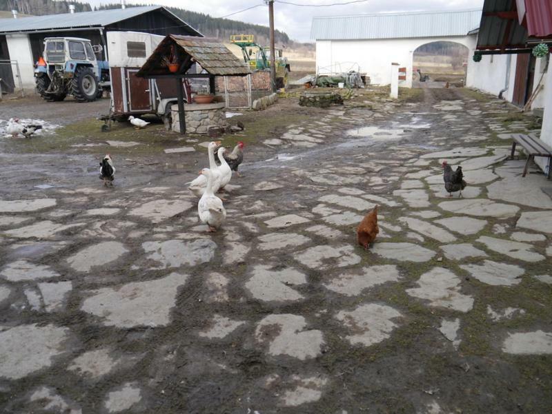 Pod Kasztanem Gospodarstwo Agroturystyczne Stronie Śląskie Dış mekan fotoğraf