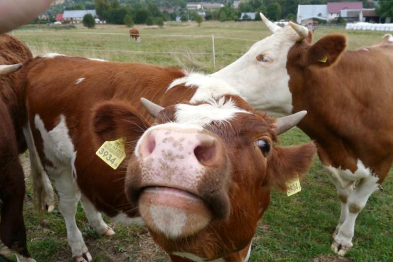Pod Kasztanem Gospodarstwo Agroturystyczne Stronie Śląskie Dış mekan fotoğraf