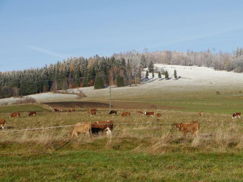 Pod Kasztanem Gospodarstwo Agroturystyczne Stronie Śląskie Dış mekan fotoğraf