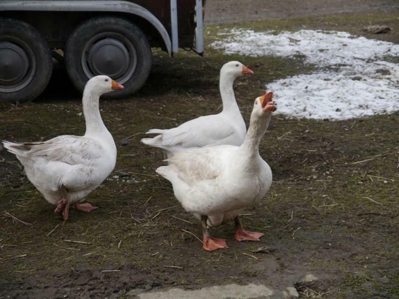 Pod Kasztanem Gospodarstwo Agroturystyczne Stronie Śląskie Dış mekan fotoğraf